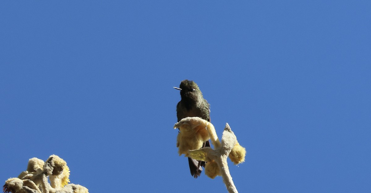 Bronze-tailed Thornbill - Jamie Adams