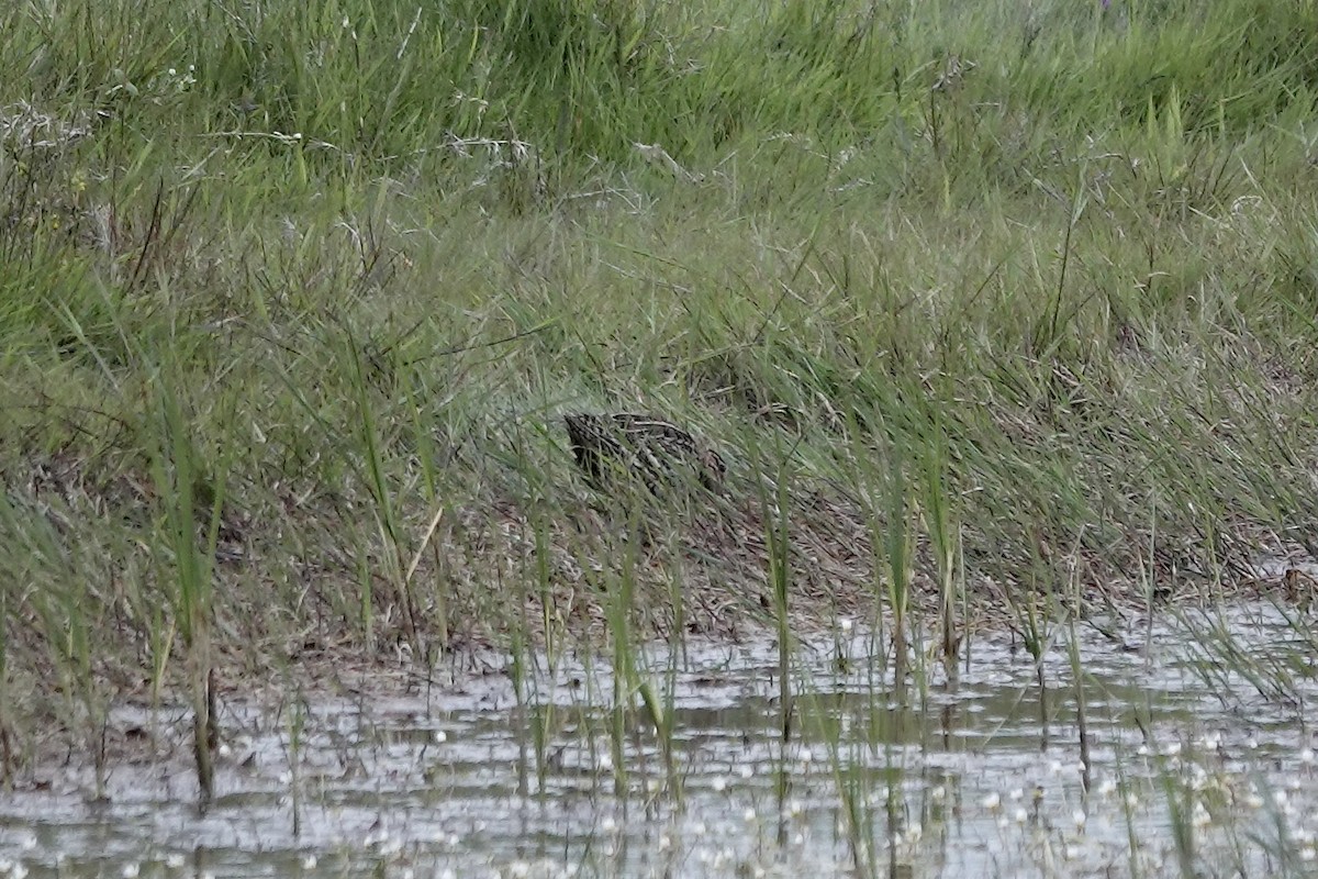 Great Snipe - ML623032073