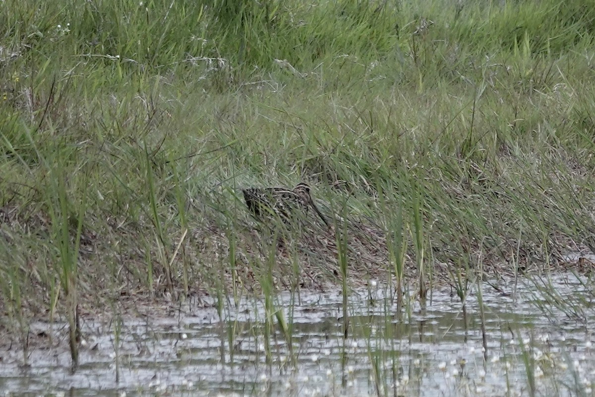 Great Snipe - ML623032074