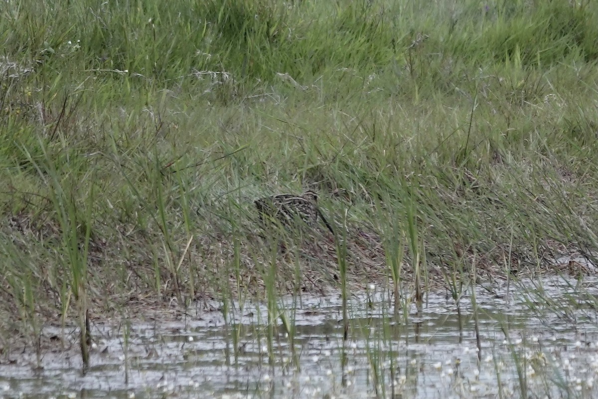 Great Snipe - ML623032089