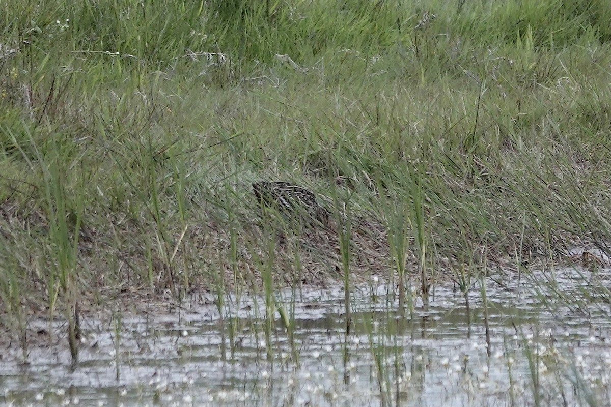 Great Snipe - ML623032090