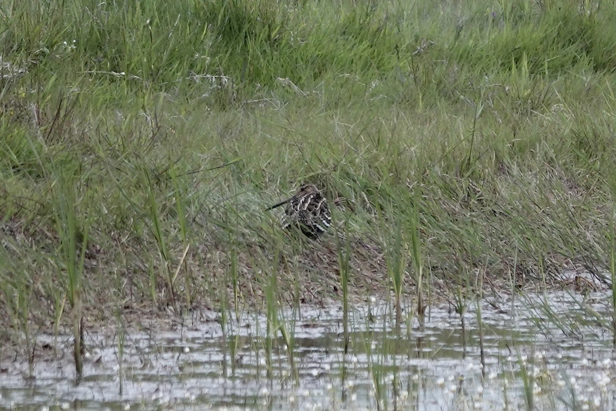 Great Snipe - ML623032091