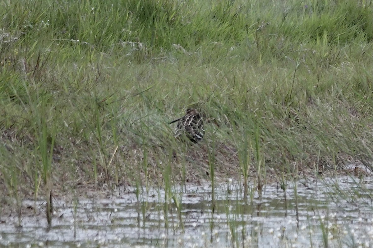 Great Snipe - Simon Pearce