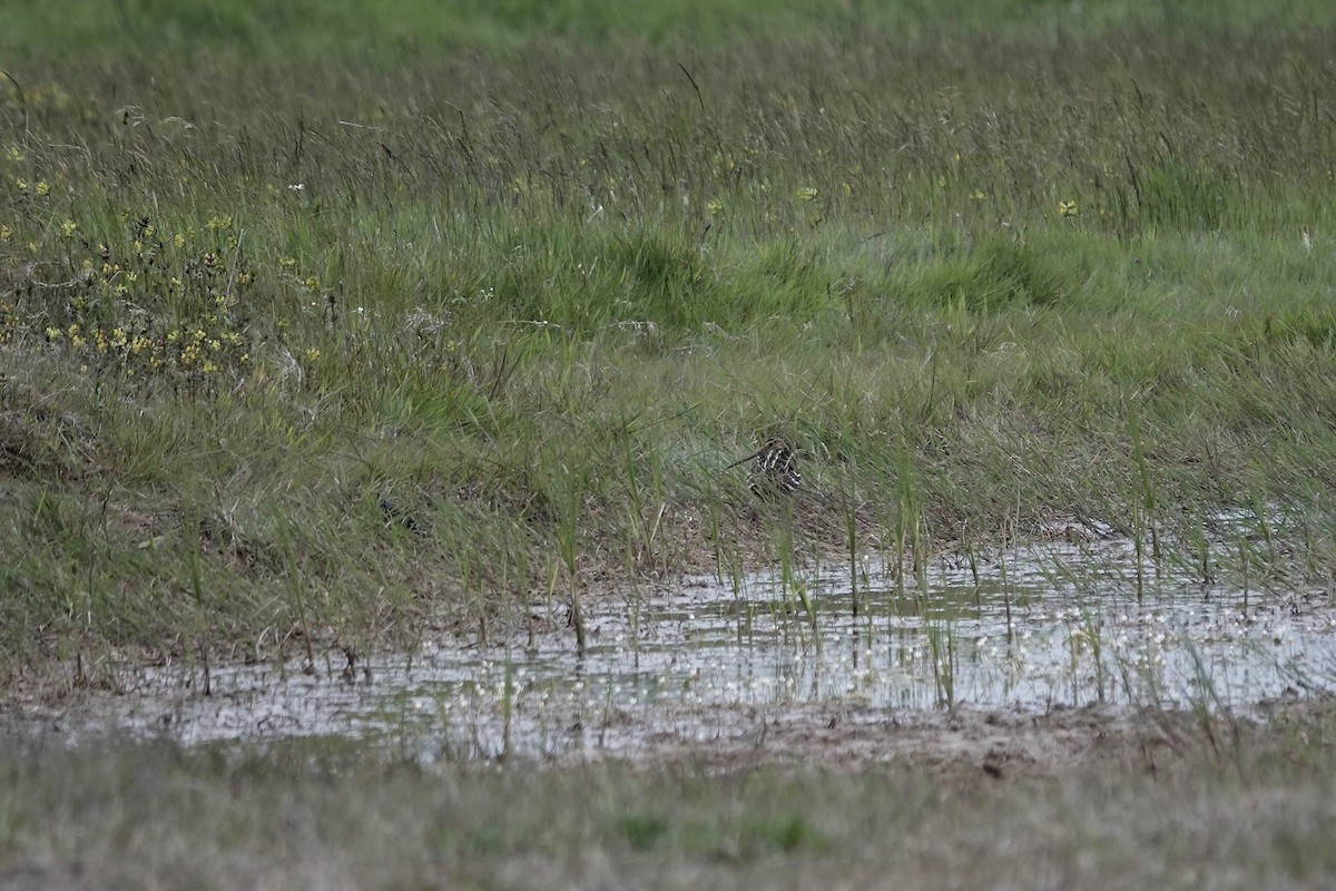 Great Snipe - ML623032096