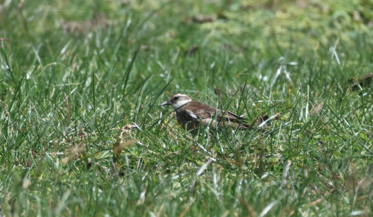 クリバネカワカマドドリ - ML623032103