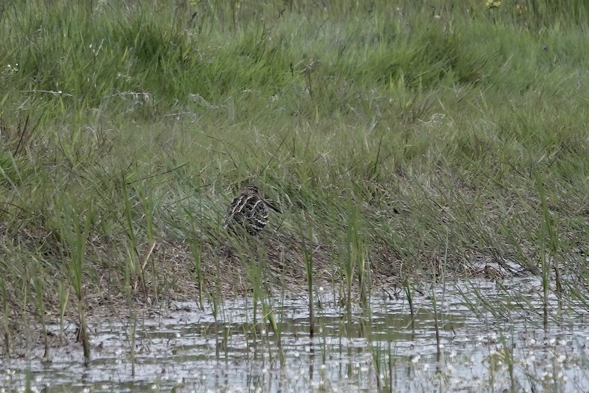 Great Snipe - ML623032104