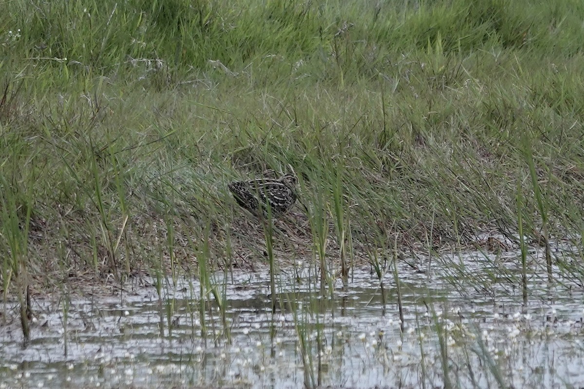 Great Snipe - ML623032110