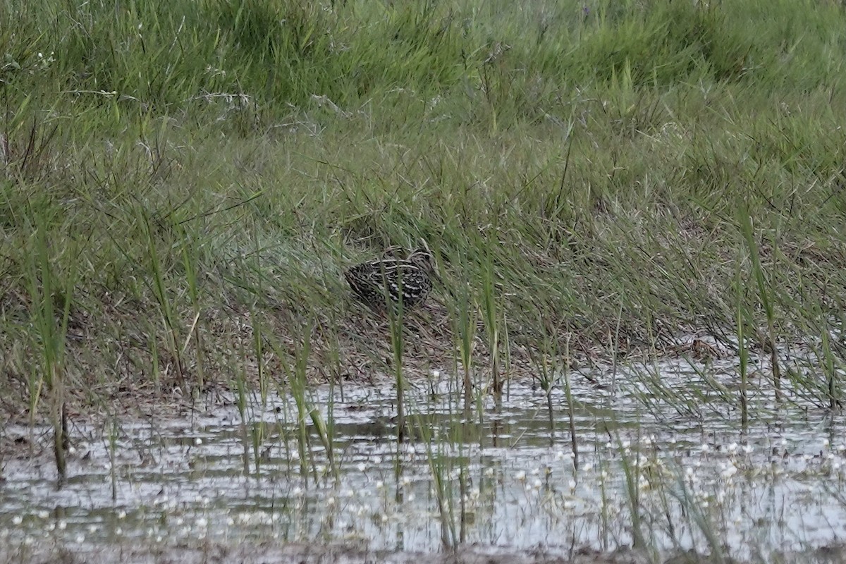 Great Snipe - ML623032111