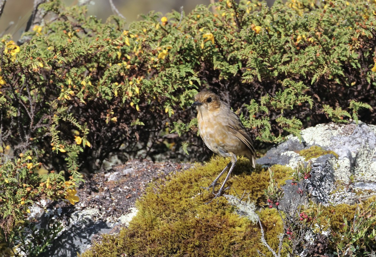 Boyaca Antpitta - ML623032115