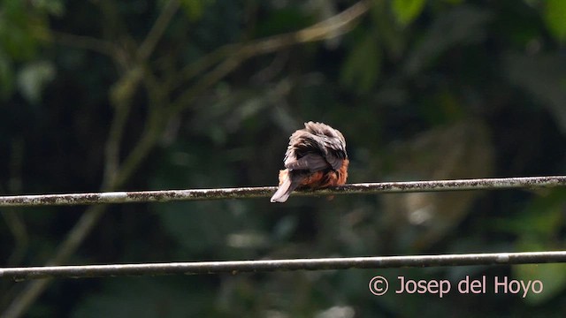 Cliff Flycatcher (Cliff) - ML623032120
