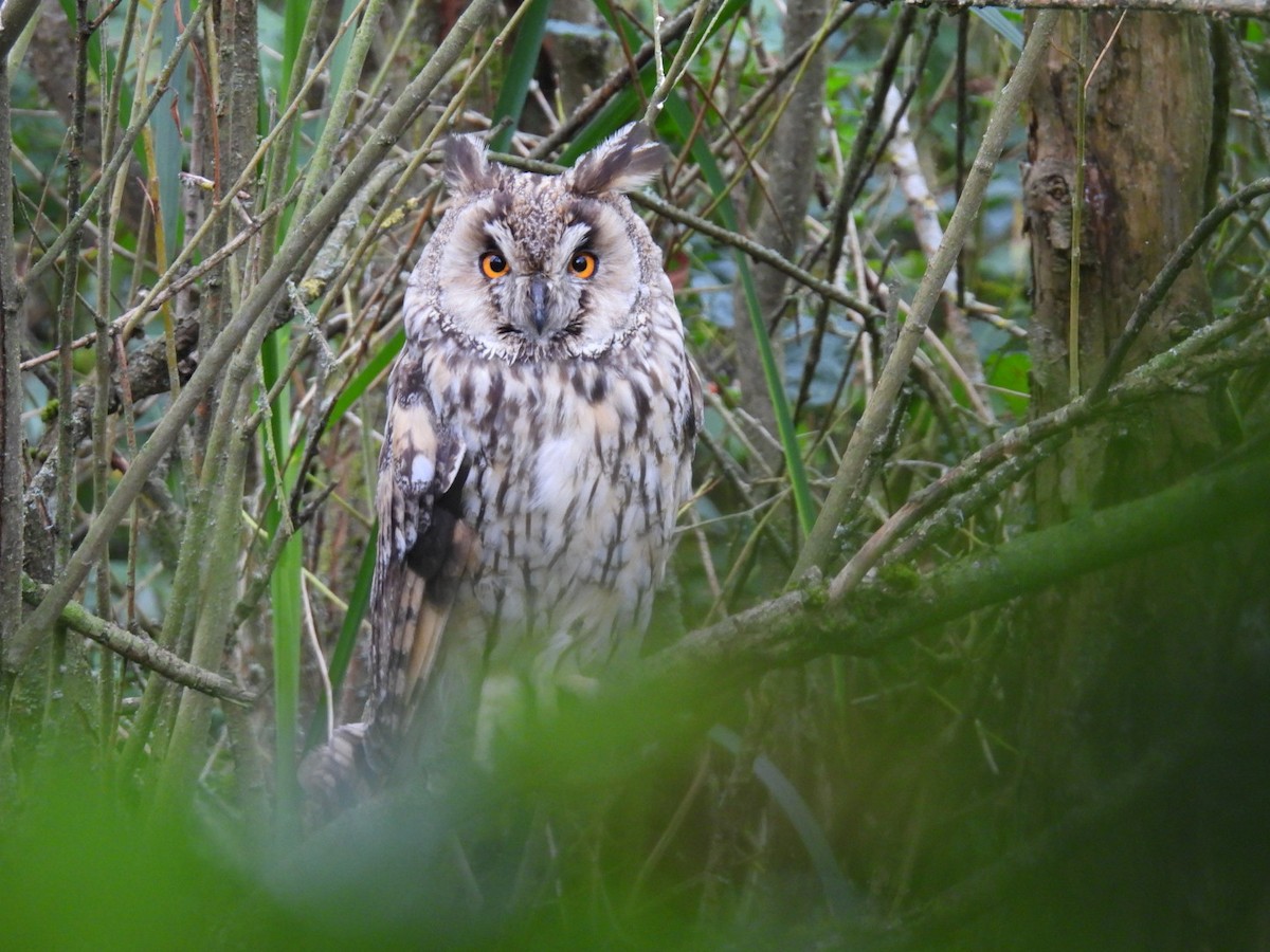 Long-eared Owl - ML623032134