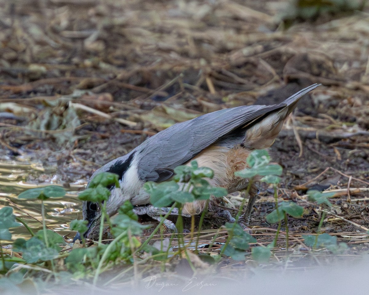 Eastern Rock Nuthatch - ML623032180