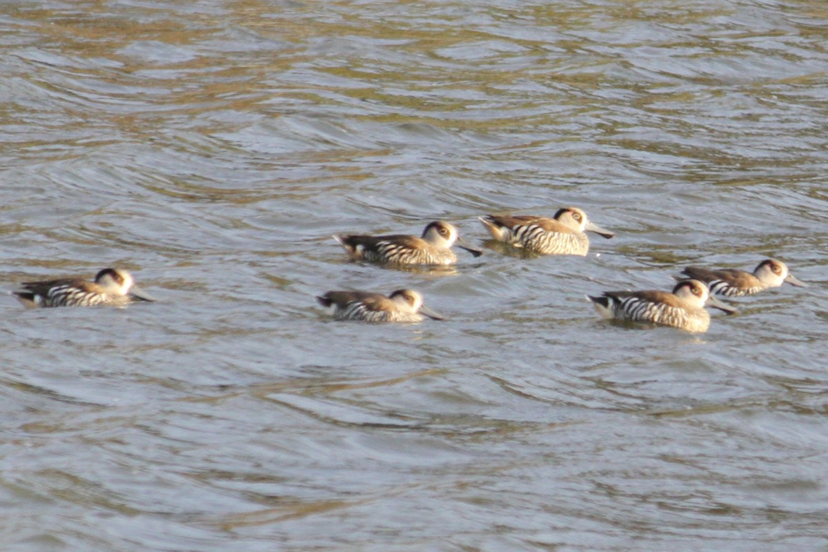 Pink-eared Duck - ML623032199