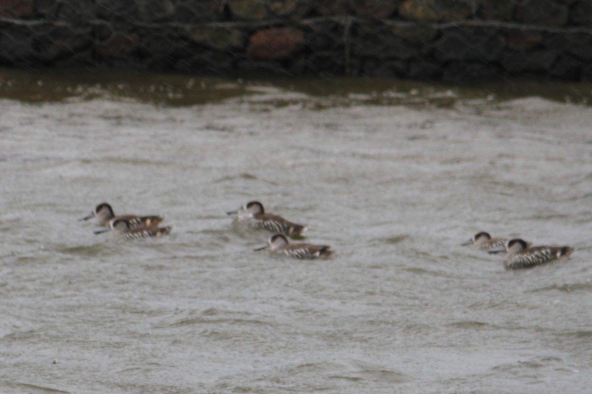 Pink-eared Duck - ML623032200