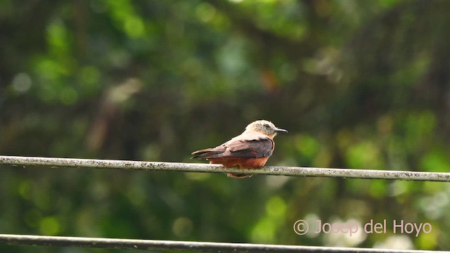 Cliff Flycatcher (Cliff) - ML623032209