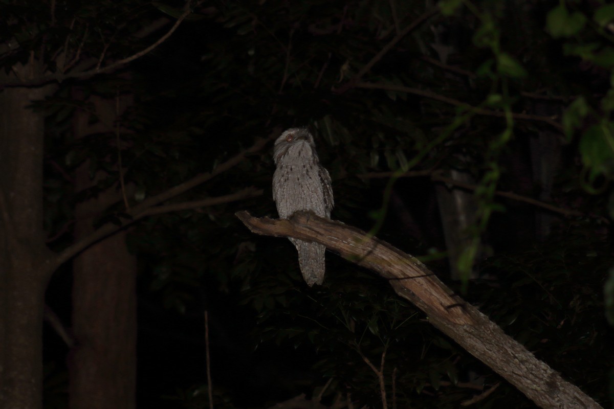 Tawny Frogmouth - ML623032241