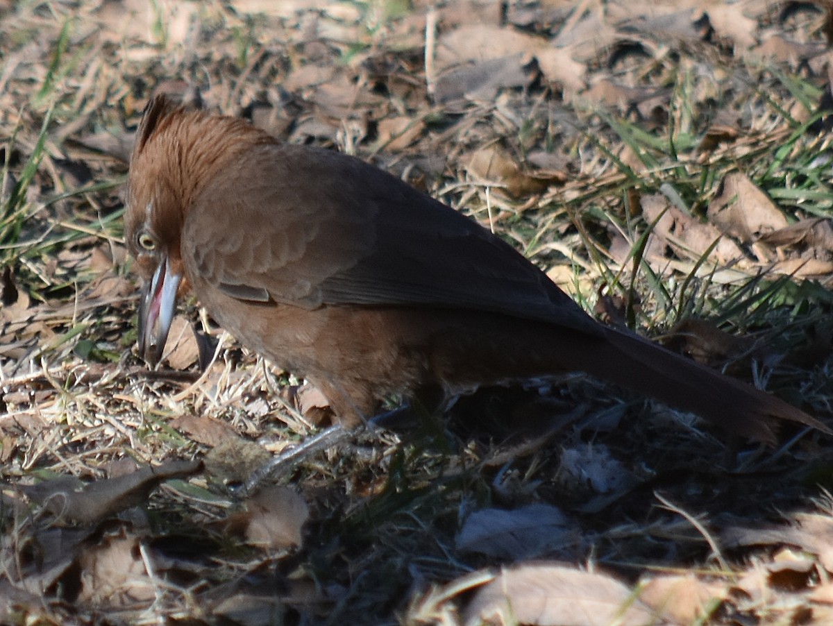 Brown Cacholote - ML623032279