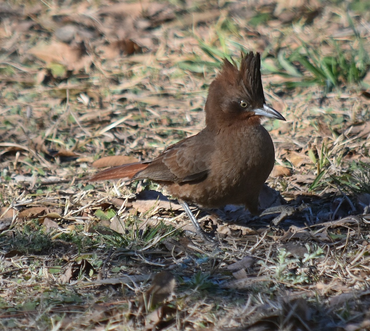 Brown Cacholote - ML623032280