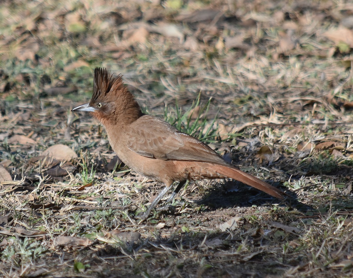 Brown Cacholote - ML623032281