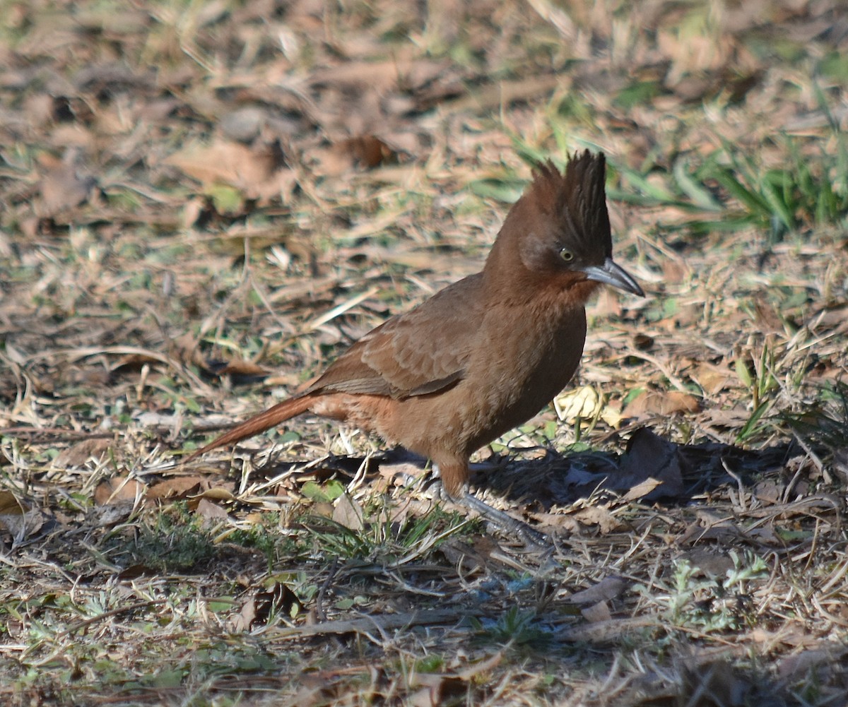 Brown Cacholote - ML623032282