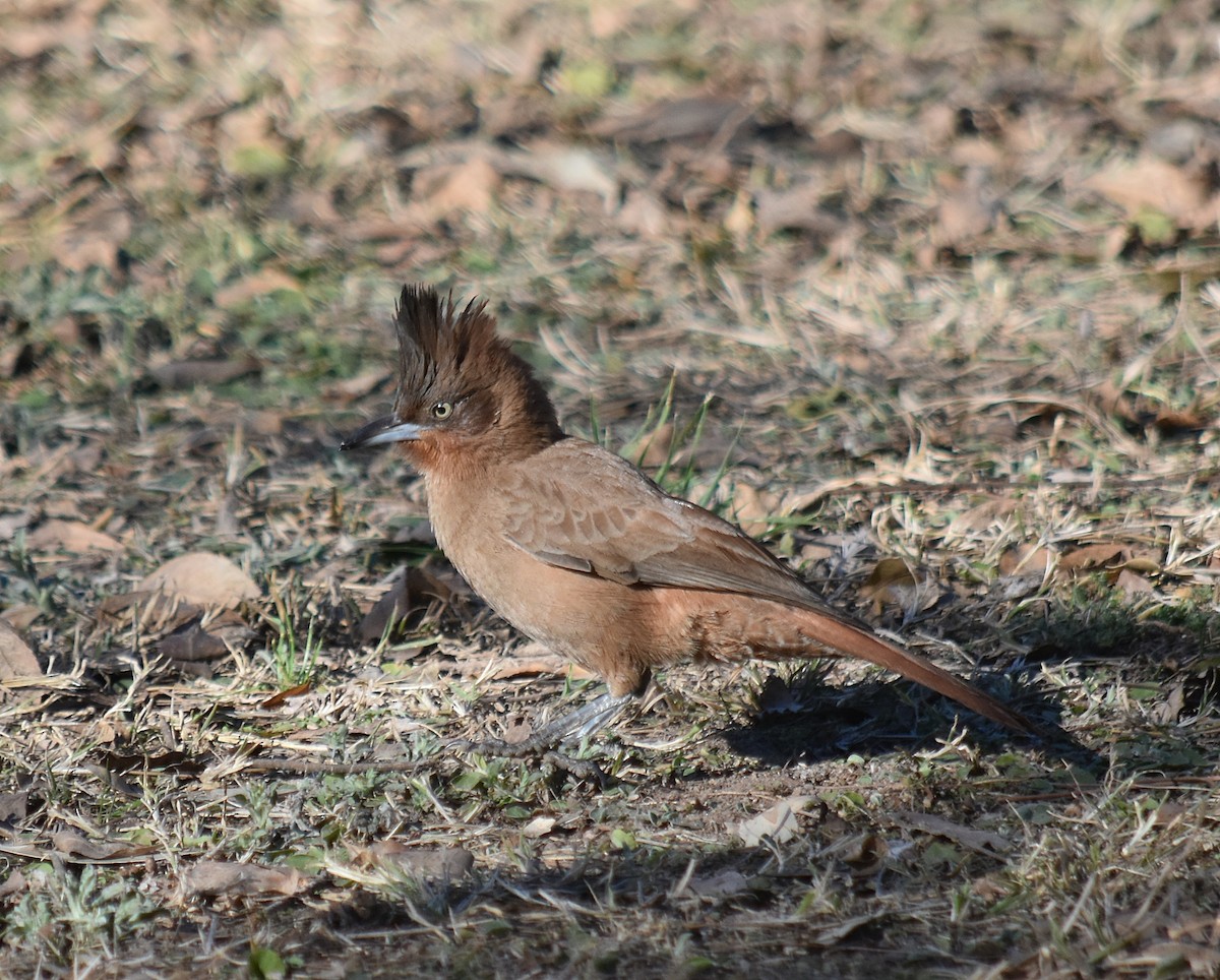 Brown Cacholote - ML623032283