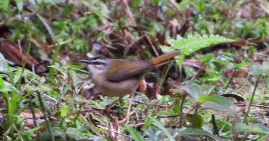 Riverbank Warbler - ML623032337