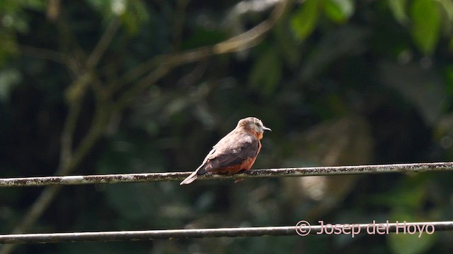 Cliff Flycatcher (Cliff) - ML623032341