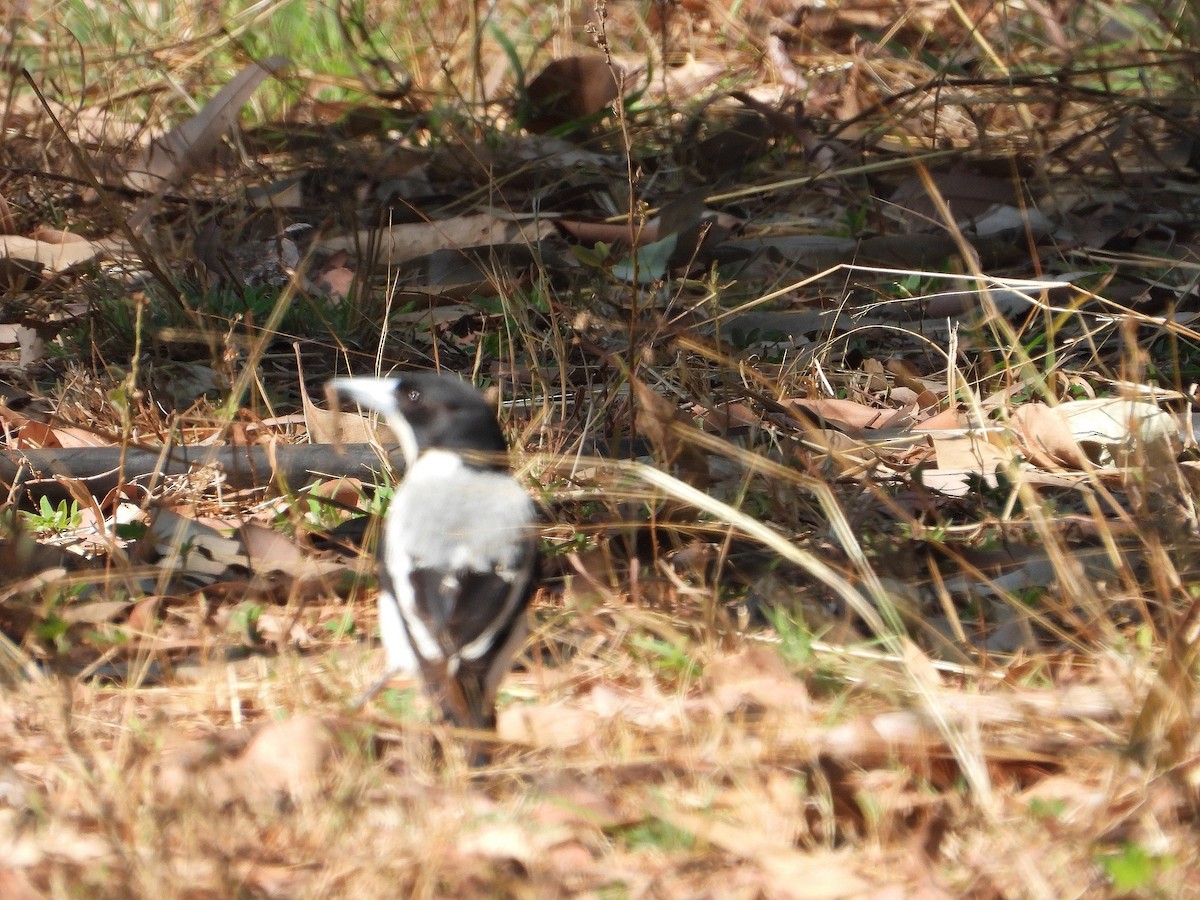 Silver-backed Butcherbird - ML623032442