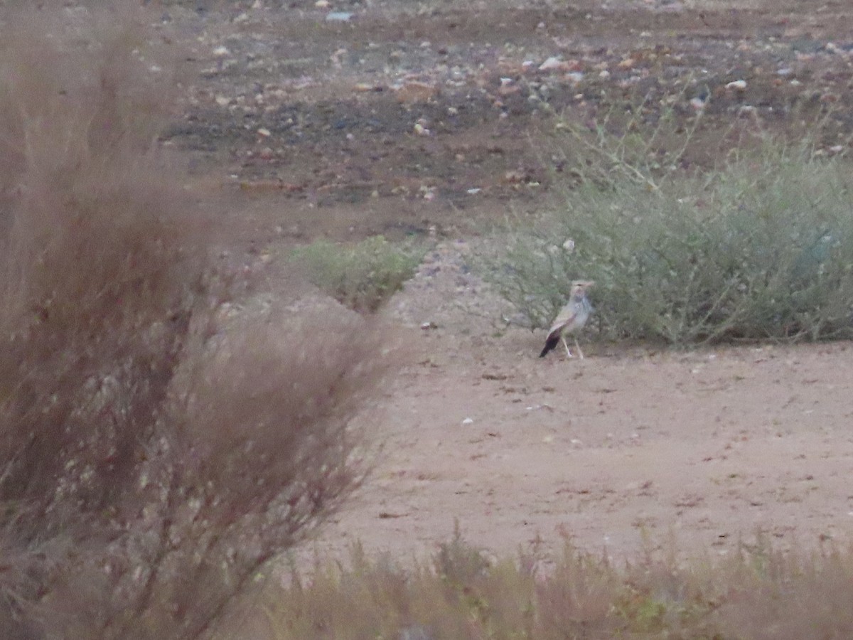 Greater Hoopoe-Lark - ML623032562