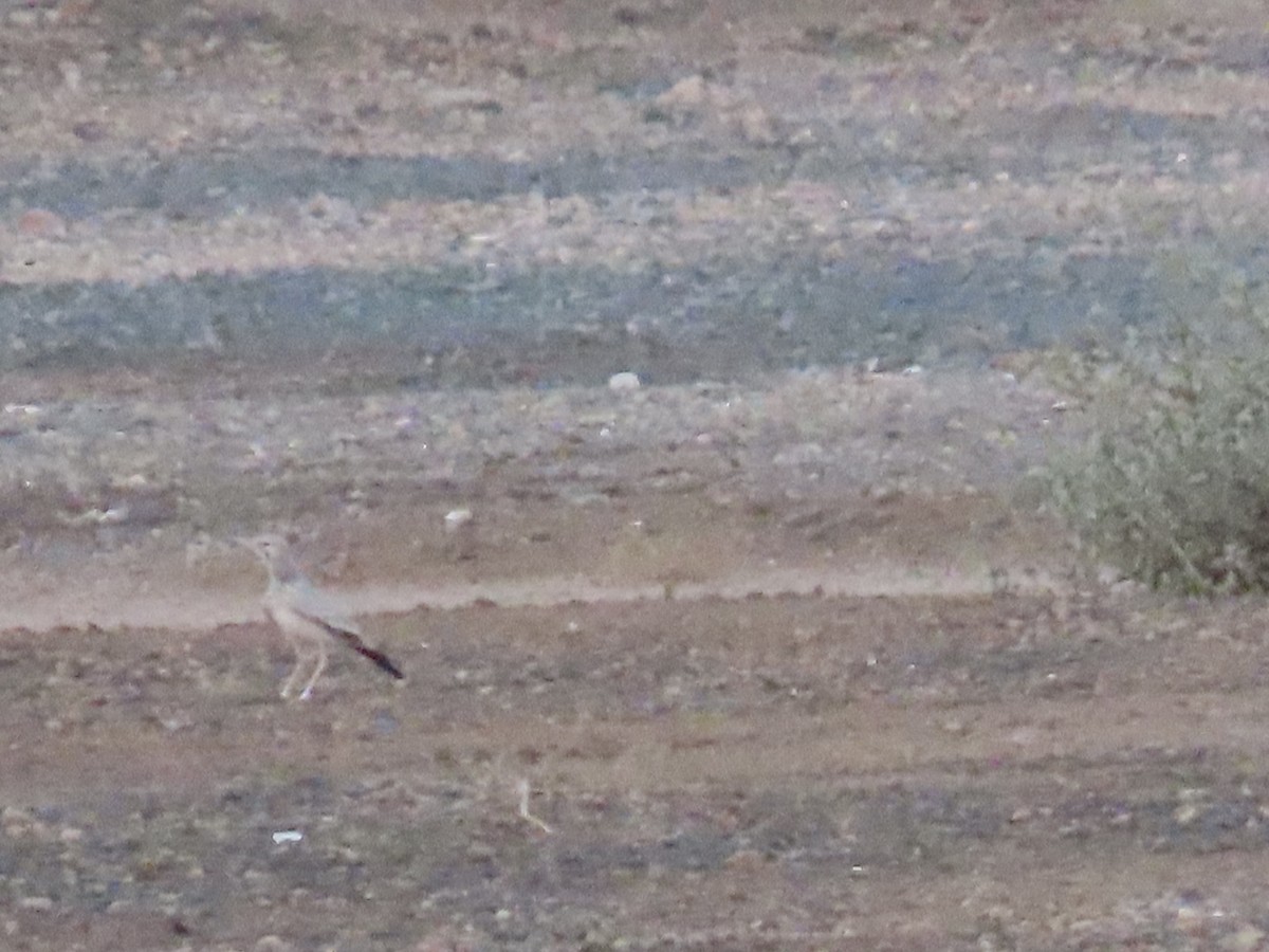 Greater Hoopoe-Lark - ML623032563