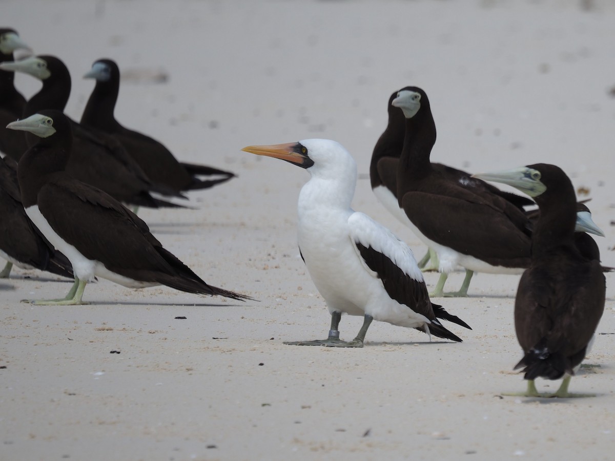 Nazca Booby - Magen Pettit