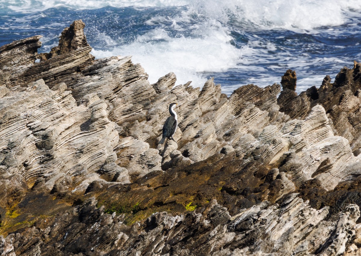 Pied Cormorant - ML623032593