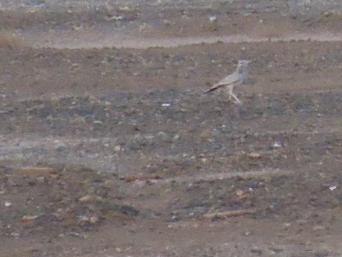 Greater Hoopoe-Lark - ML623032596