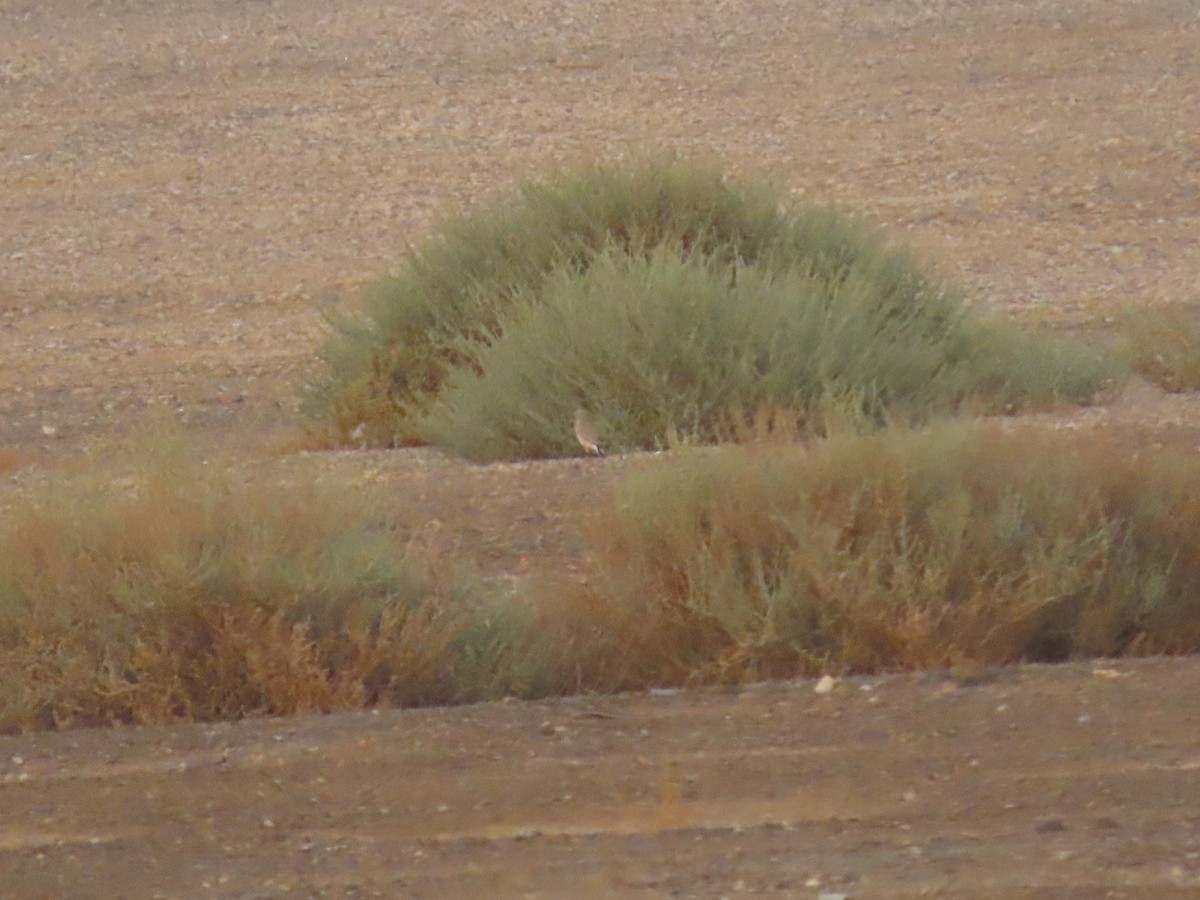 Isabelline Wheatear - ML623032641