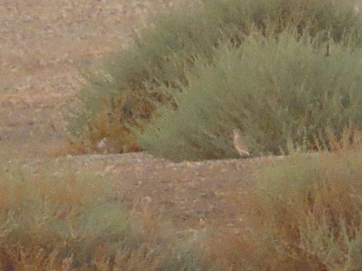 Isabelline Wheatear - ML623032642