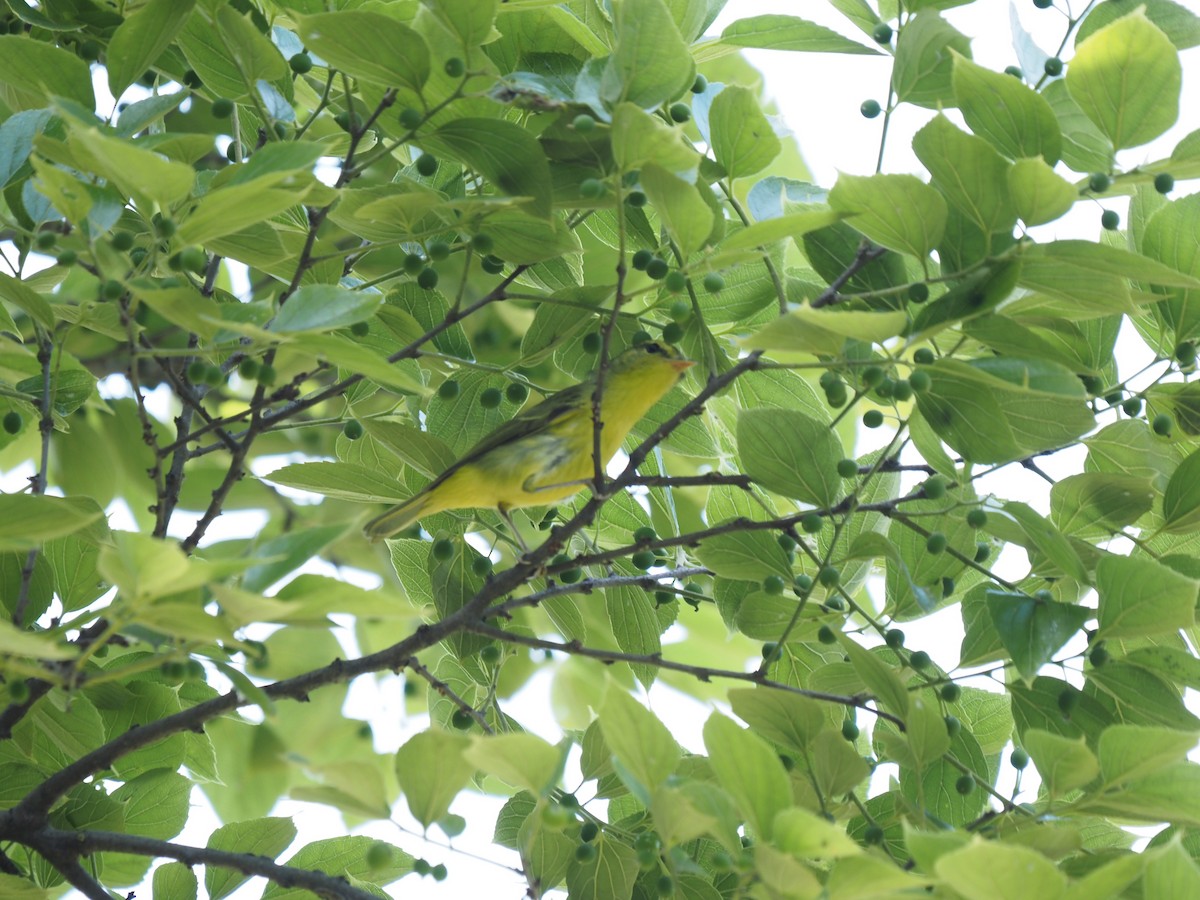 Sulphur-breasted Warbler - ML623032657