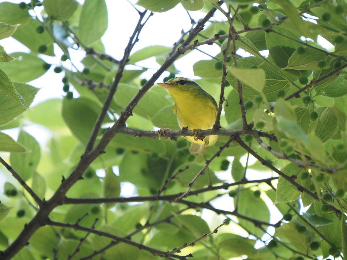 Sulphur-breasted Warbler - ML623032658