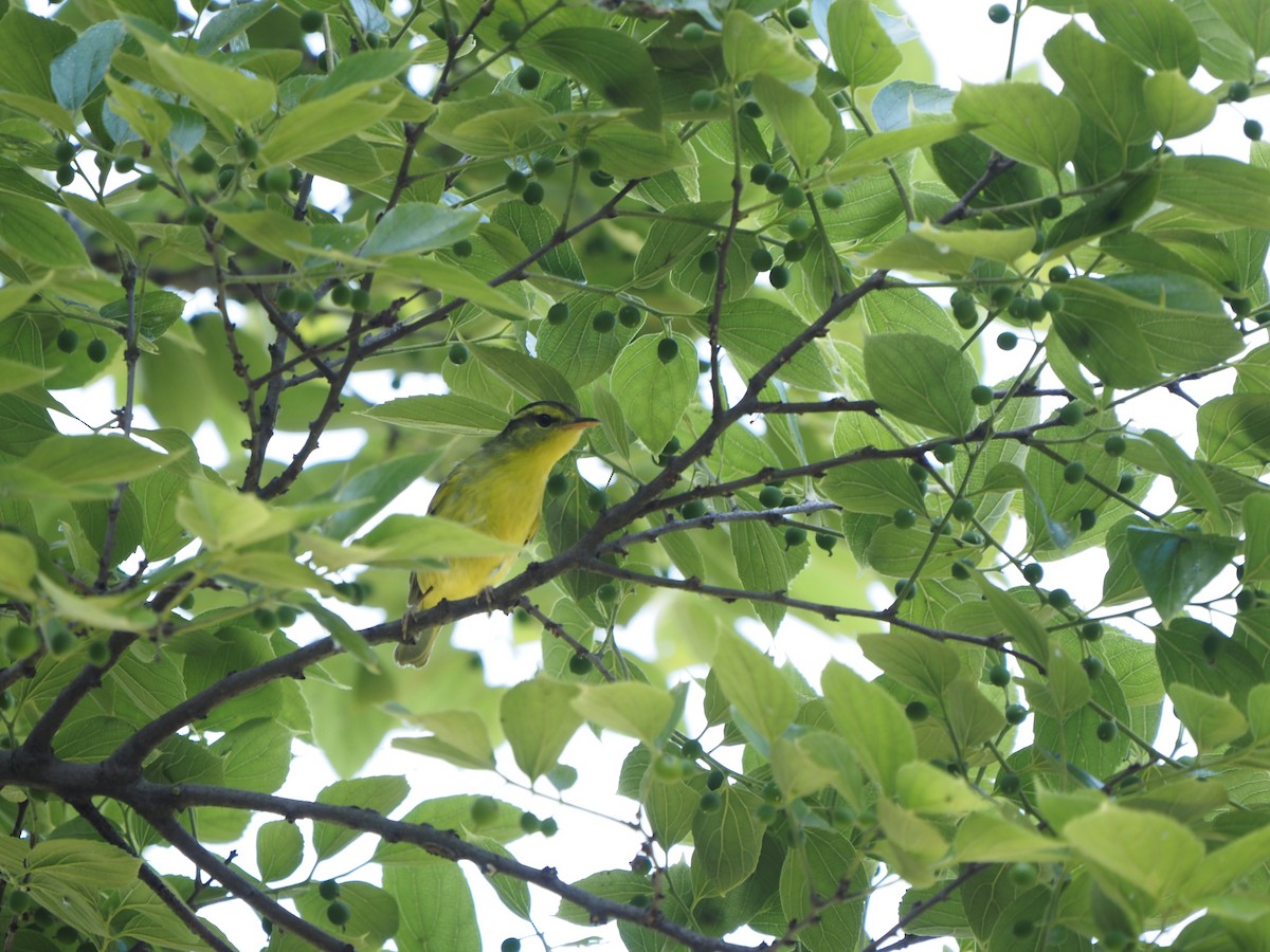 Sulphur-breasted Warbler - ML623032659