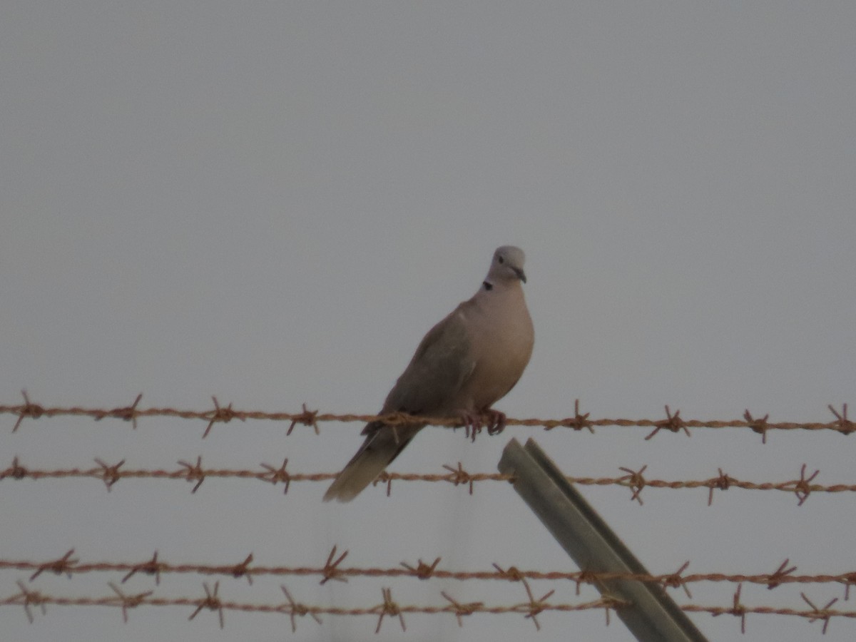 Eurasian Collared-Dove - ML623032675