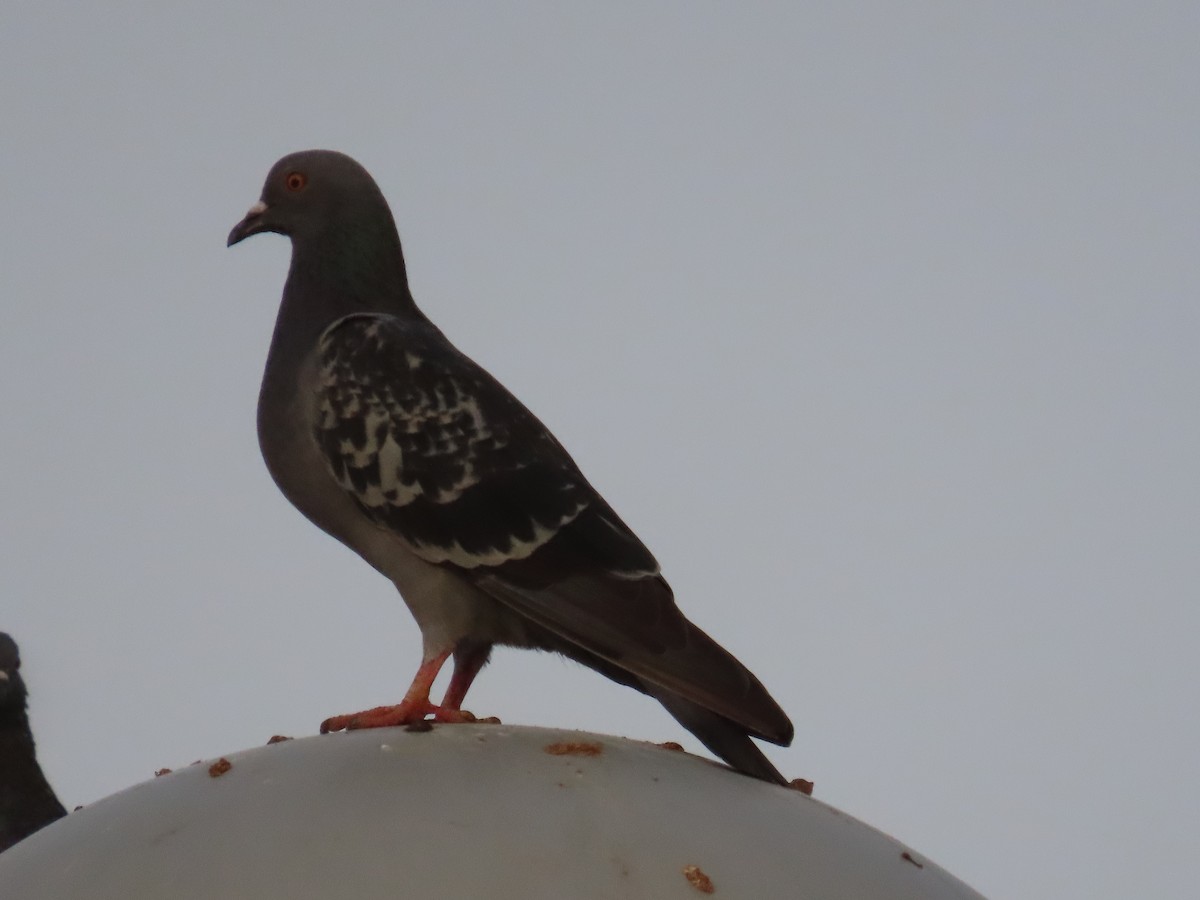 Rock Pigeon (Feral Pigeon) - ML623032680
