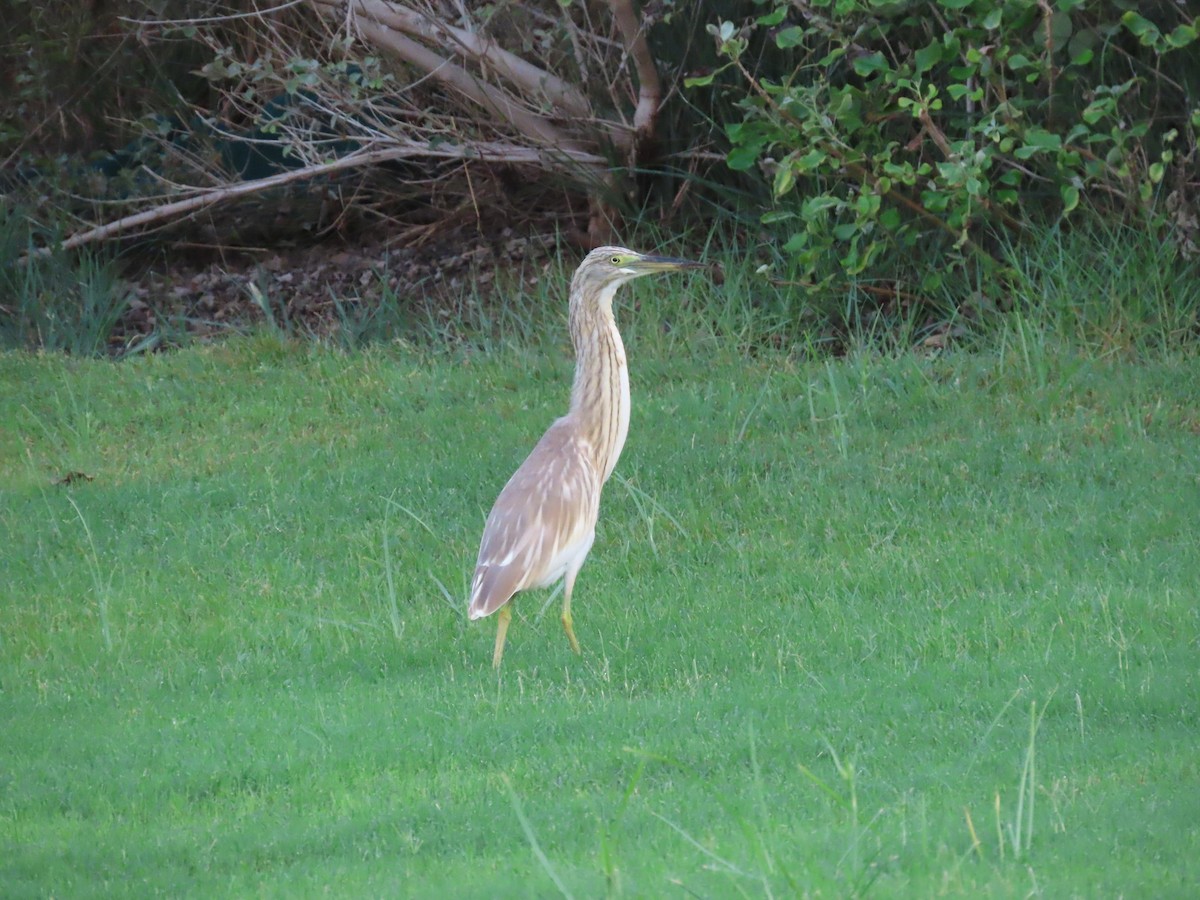 Squacco Heron - ML623032683