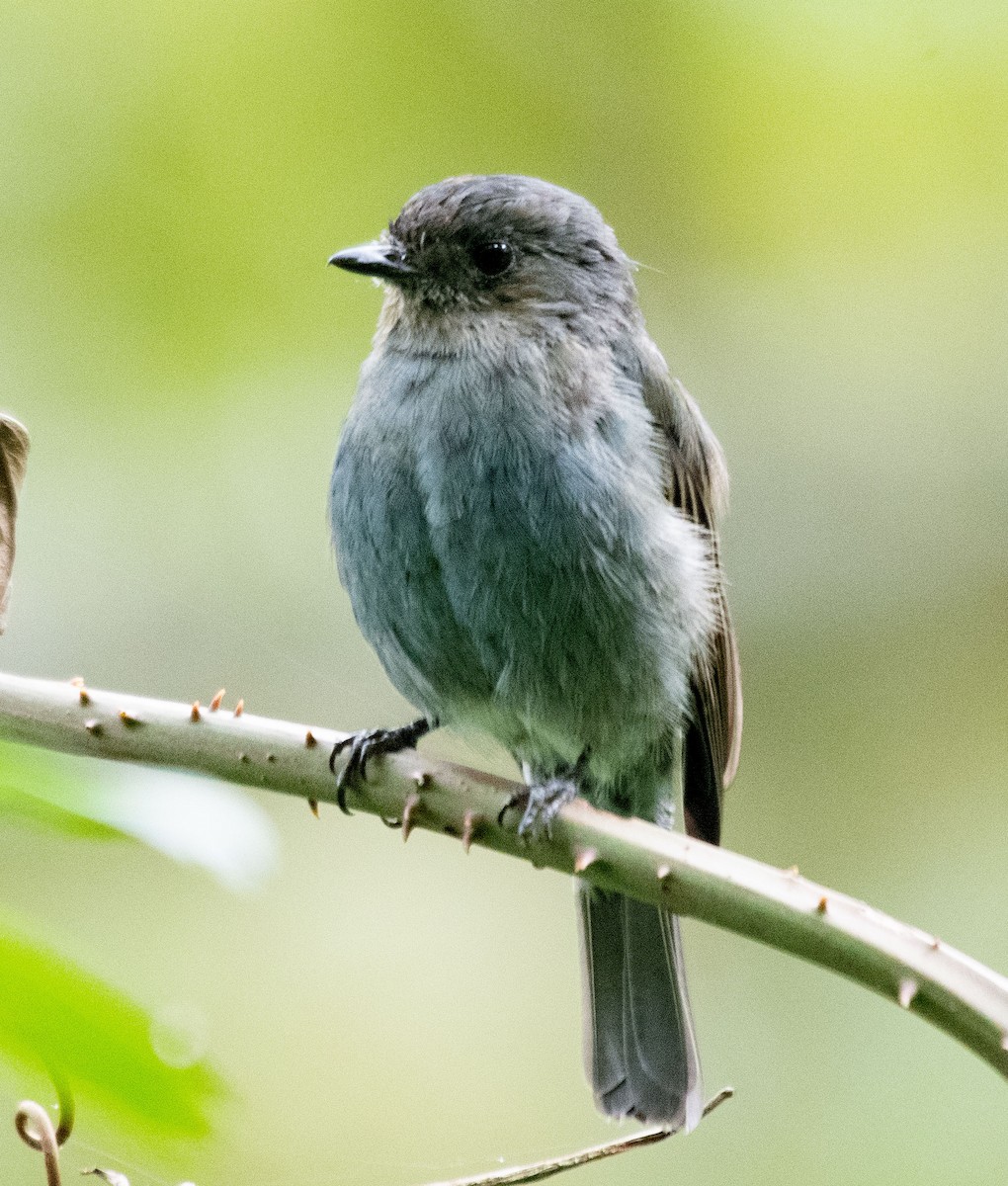 Nilgiri Flycatcher - ML623032687