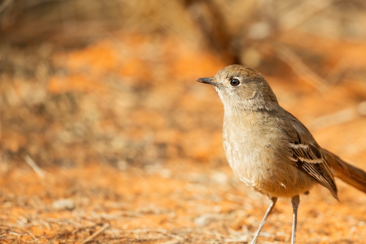 Southern Scrub-Robin - ML623032710