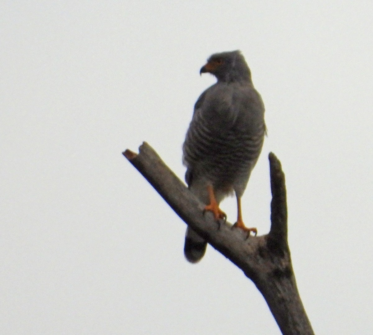 Roadside Hawk (Northern) - Jennifer Coulson