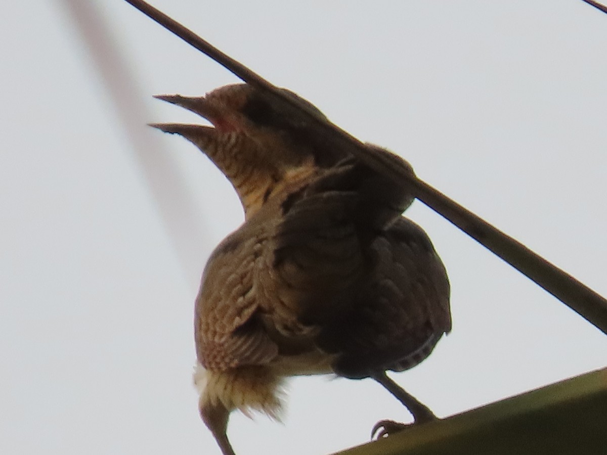Eurasian Wryneck - ML623032807