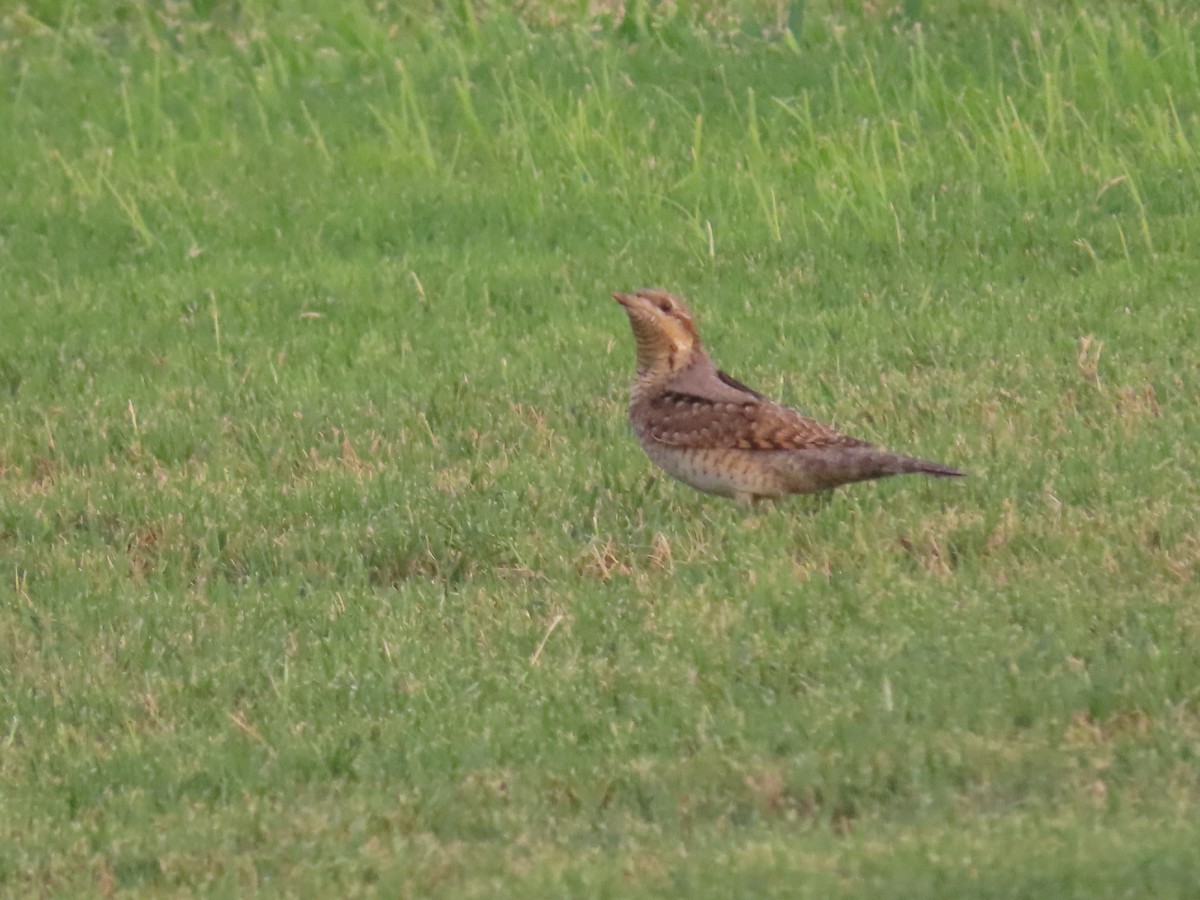 Eurasian Wryneck - ML623032808