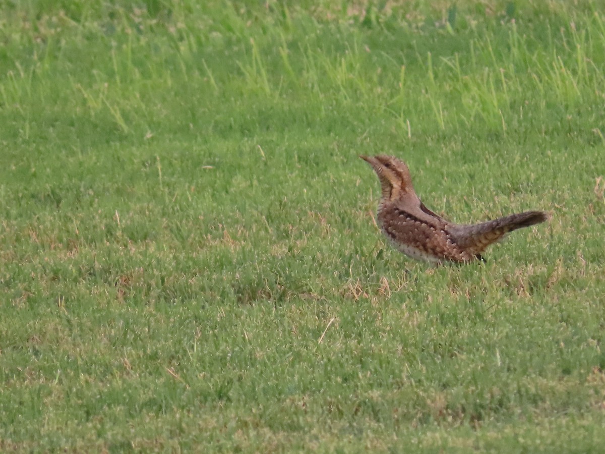 Eurasian Wryneck - ML623032809