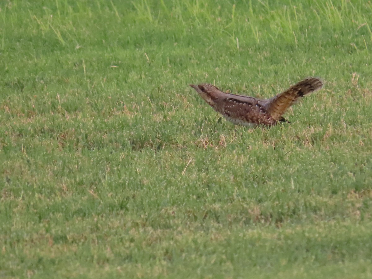 Eurasian Wryneck - ML623032810