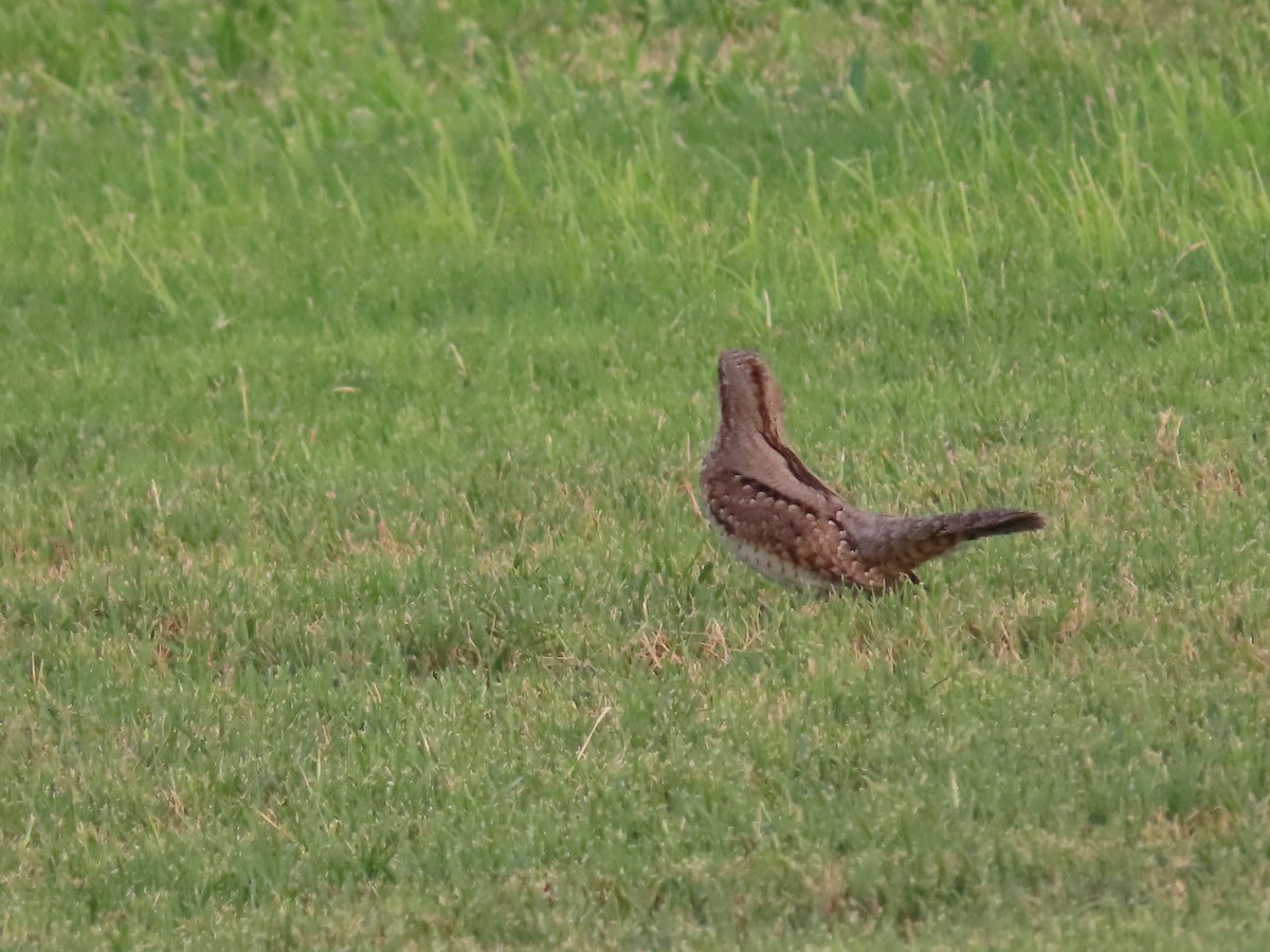 Eurasian Wryneck - ML623032811
