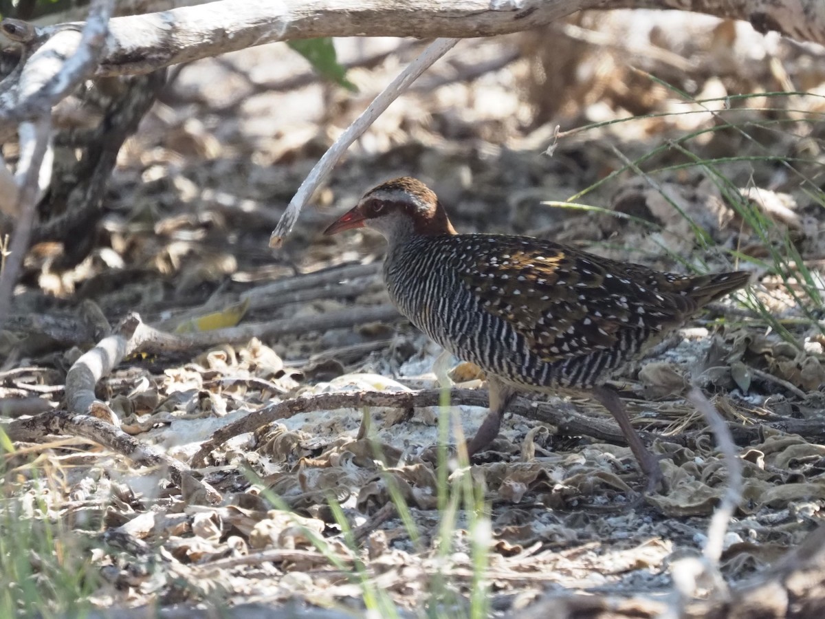 Buff-banded Rail - ML623032838